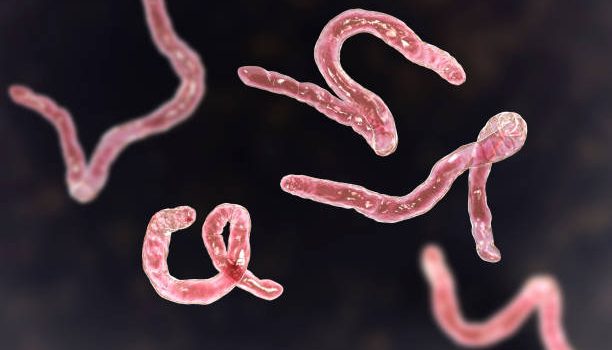 Parasite Worms In Your Intestines – Are You A Good Host?