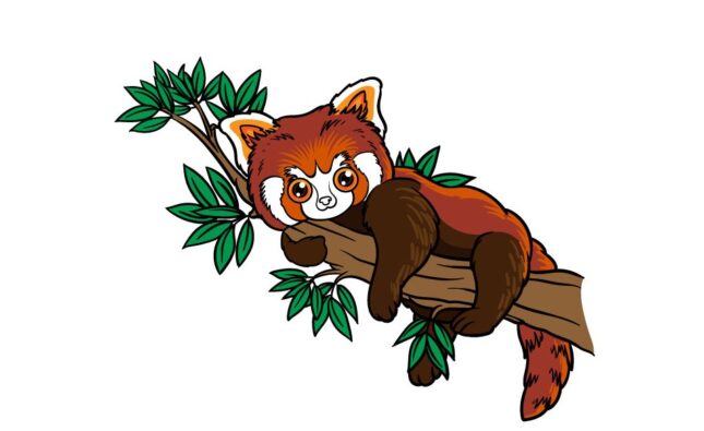 How To Draw A Red Panda