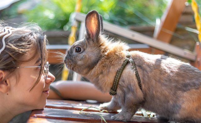 Rebecca's Rabbitry