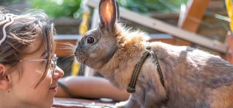 Rebecca’s Rabbitry: Premium Rabbits, Expert Care, and Responsible Breeding Excellence