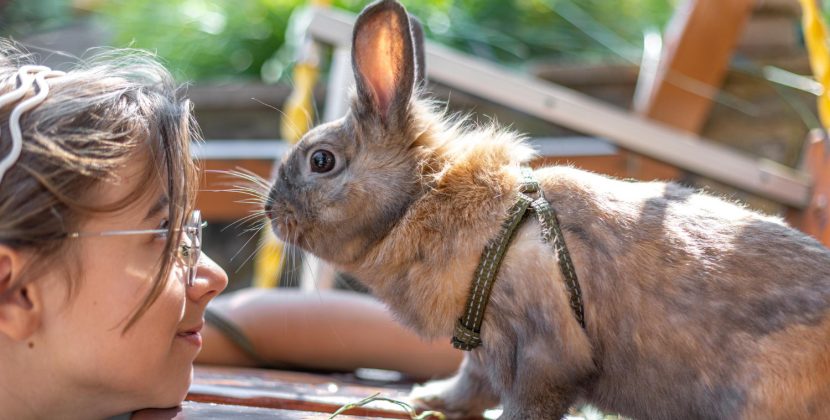 Rebecca’s Rabbitry: Premium Rabbits, Expert Care, and Responsible Breeding Excellence